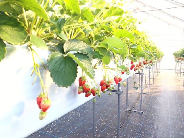 美ないちごfarm