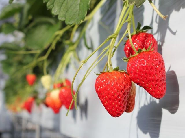 美ないちごfarm