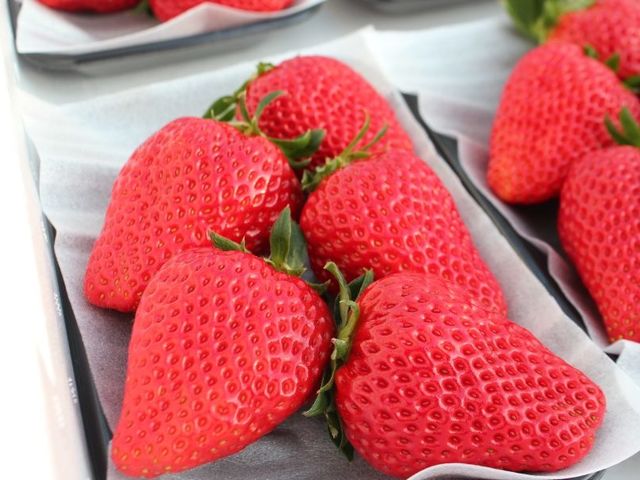 紅ほっぺ_美ないちごfarm