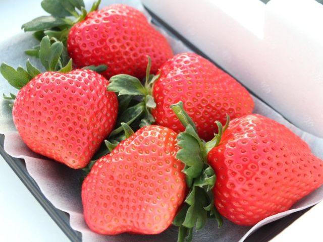 恋みのり_美ないちごfarm