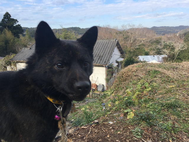 甲斐犬のカツチヨ。猟犬なので賢く人懐っこいです。_Hunt+(ハントプラス)