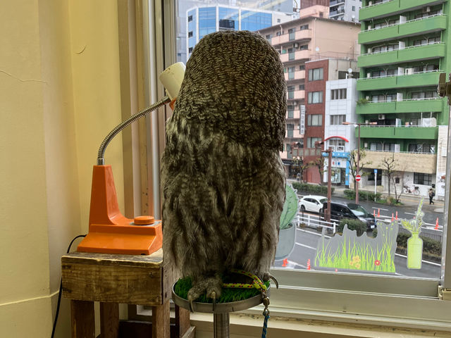 こんな感じで外を観察してます^ ^_カラフトフクロウカフェJOE(ジョー)