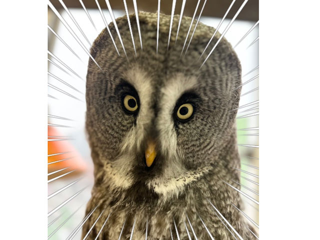 大谷翔平選手が結婚?!_カラフトフクロウカフェJOE(ジョー)