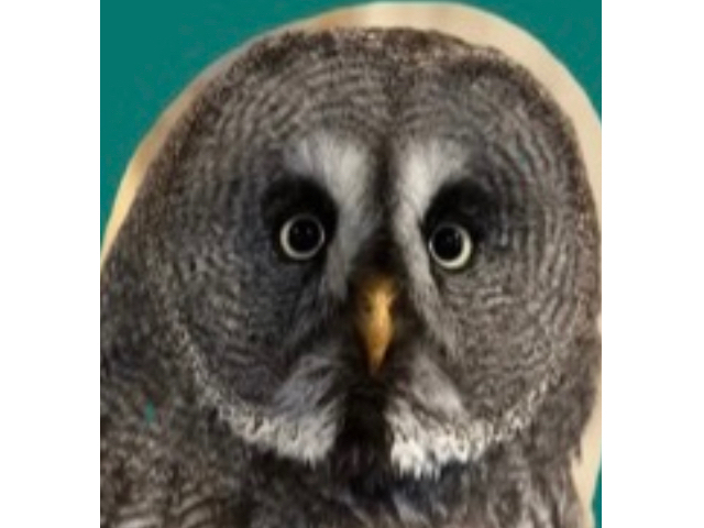カラフトフクロウのジョー♪_カラフトフクロウカフェJOE(ジョー)