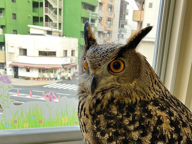 ユーラシアワシミミズクのジョン♪
ユーラシアの中でも大きいワシミミズクです。
迫力満点!_カラフトフクロウカフェJOE(ジョー)