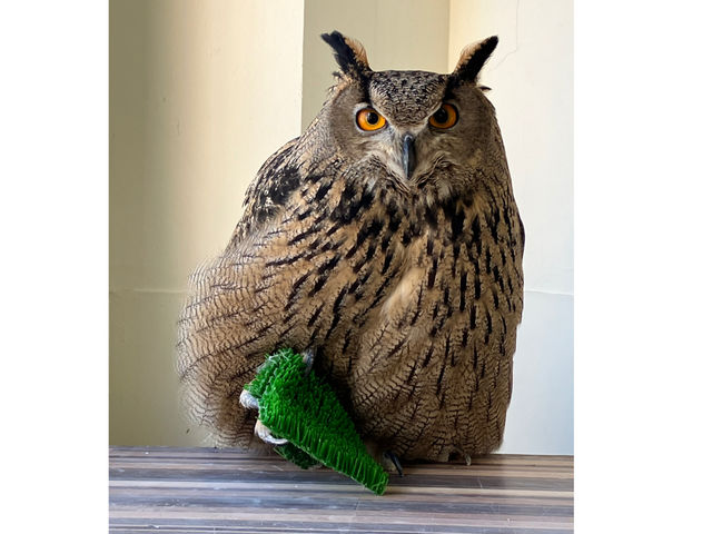 ユーラシアワシミミズクの中でも大きいサイズのジョン_カラフトフクロウカフェJOE(ジョー)