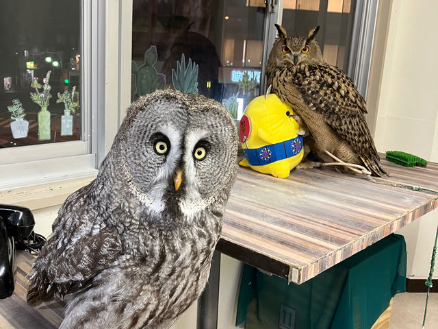 ジョー&ジョン_カラフトフクロウカフェJOE(ジョー)