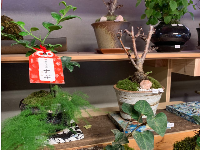 苔盆栽_伊勢の苔玉やさん森の製作所