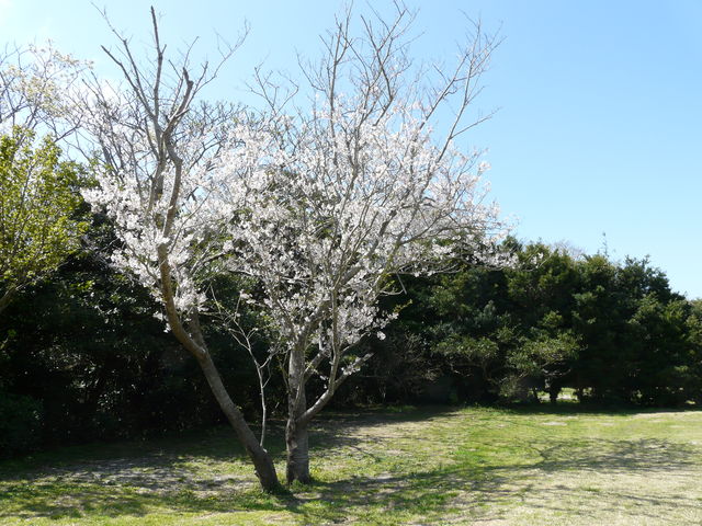 キャンプサイト(桜木)_表浜ほうべの森キャンプ場