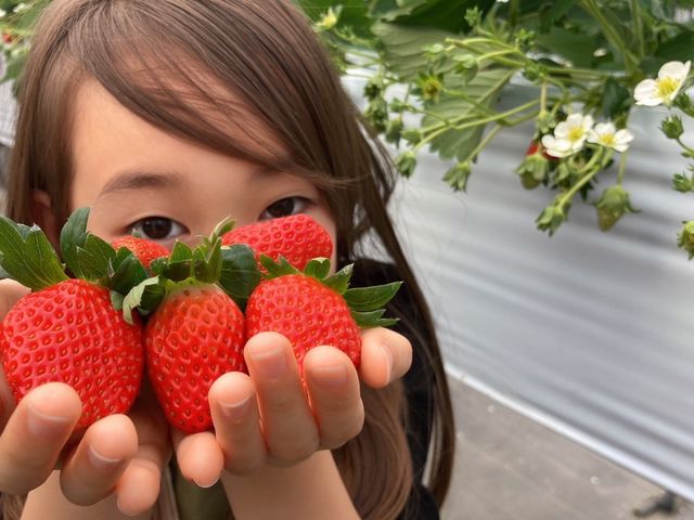 直売・いちご狩り nikochanberry