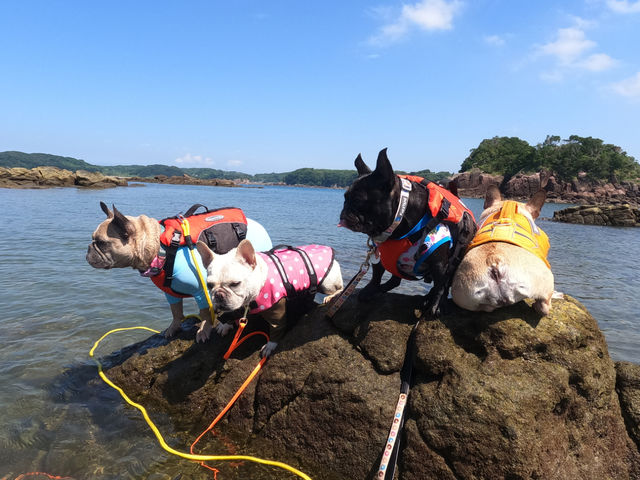 wagテイル