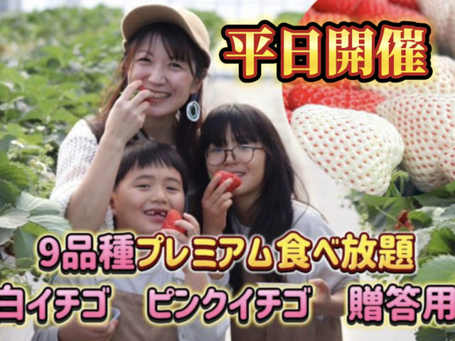 高級白イチゴも食べ放題!_三ツ間農園