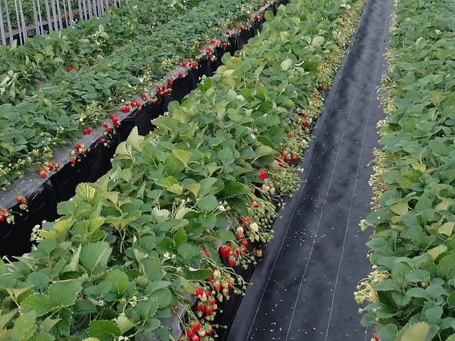 六いちご園