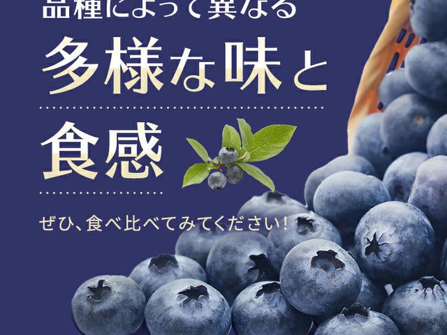 19品種のブルーベリーが植えてあります。摘み取り時期により品種が変わります。_東和ブルーベリー研究農園