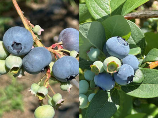 7月頃はノーザンハイブッシュの大きな果実が食べれます。_東和ブルーベリー研究農園