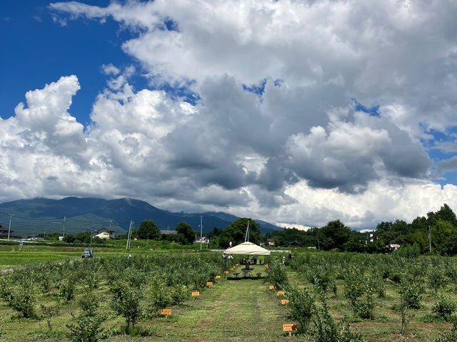 SHIZENブルーベリー園