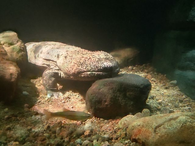 オオサンショウウオ_Nabari Experience
