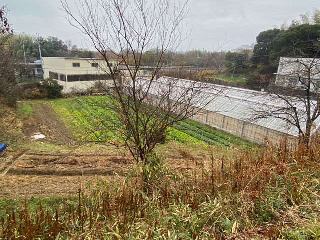 くまとりこもれび菜園