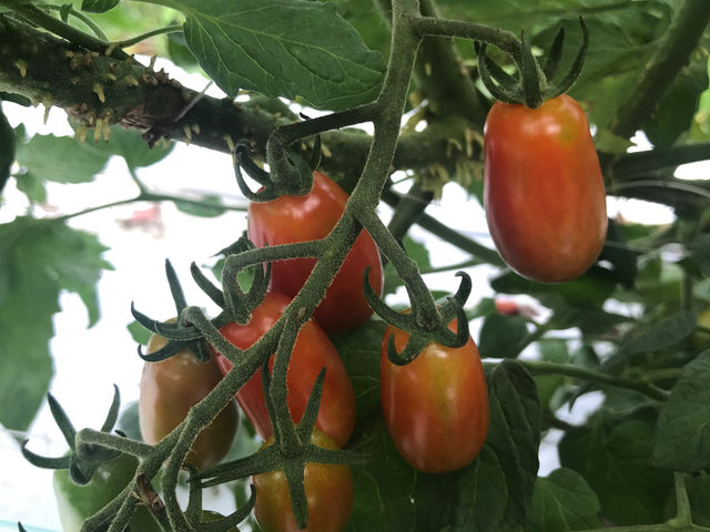 くまとりこもれび菜園