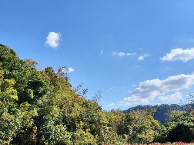 竹林に囲まれた畑_房総ブルーベリーくらぶ