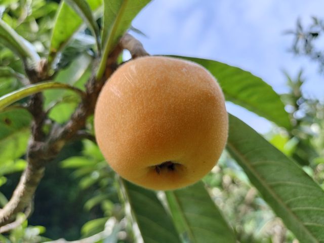 おおつ房州びわ園