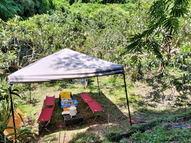 おおつ房州びわ園