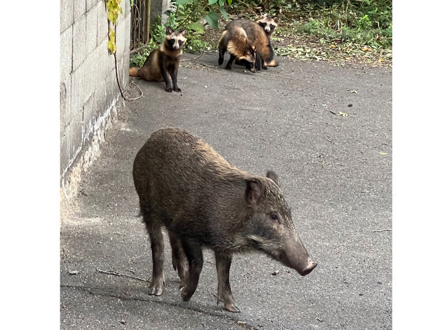 直島本村港から約100m離れた島向島の動物達_なんでもん