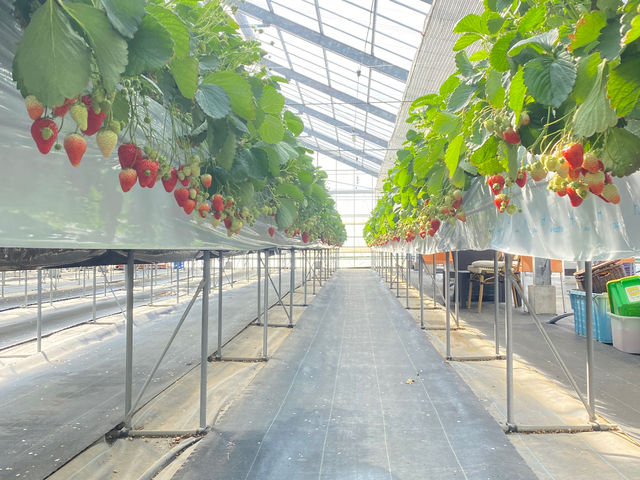 NENE FARM Yokohama