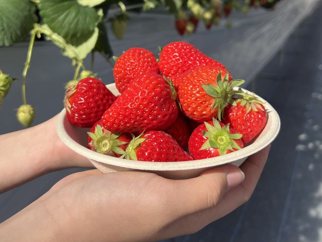 小泉園 苺ハウス