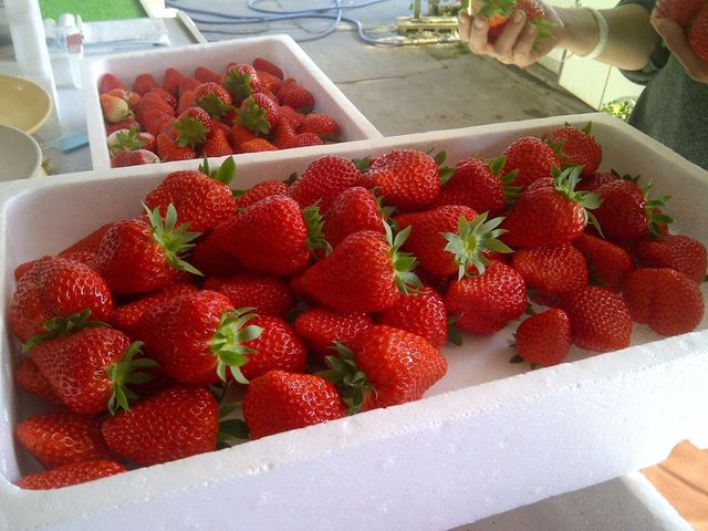 中田いちご園