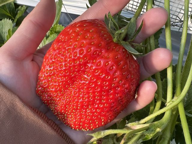 中田いちご園
