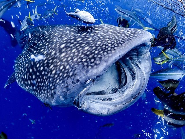 体験ダイビングでもジンベイザメに会いに行くことができます!_THE SEA