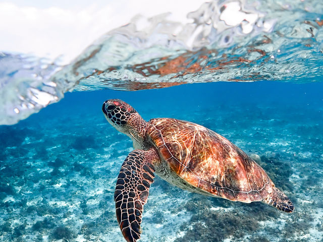 優雅に泳ぐウミガメをその目で見て欲しいです。_&SEA