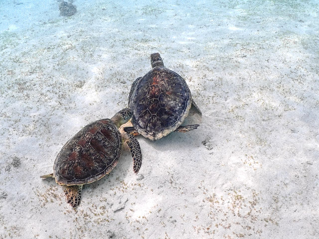 ウミガメがウミガメにちょっかい出すところも見れたり!_&SEA
