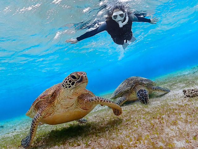 &SEAがご案内するシュノーケリングポイントはウミガメだらけ!運が良ければ10匹に囲まれることもあります。_&SEA