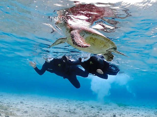 ウミガメと一緒に息継ぎしてみましょう!_&SEA