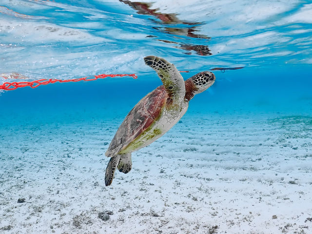 息継ぎに向かうウミガメ!_&SEA