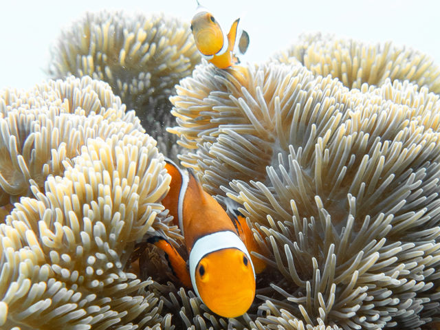 ニモの可愛いお顔を見に行きましょう!_&SEA