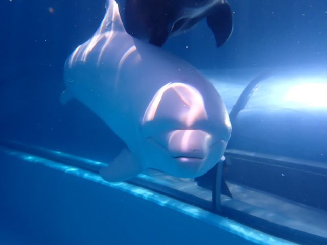 ライセンスを取得したらイルカやカメと一緒に潜れます!_DIVINGSHOP eono