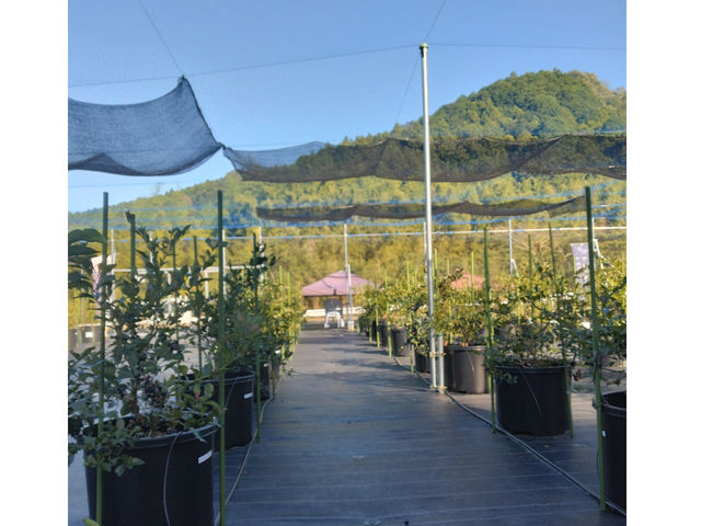 所々遮光ネットで日差しを軽減しています。
テントの休憩所があります。_blueberryfarm さなごうち