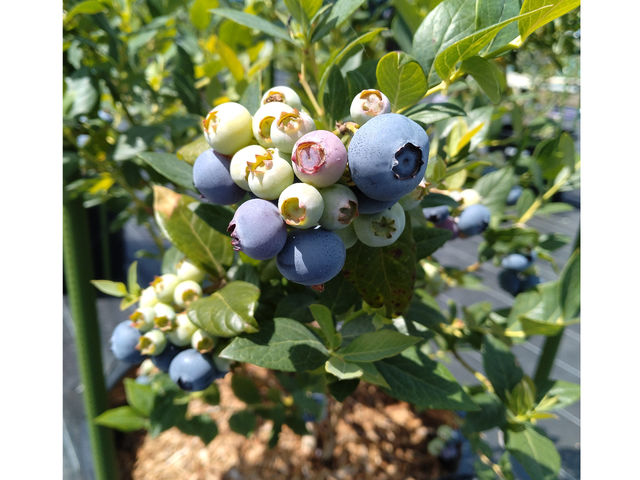 摘みたてが1番美味しい
とっても甘くてジューシー、程よい酸味がクセになる!_blueberryfarm さなごうち