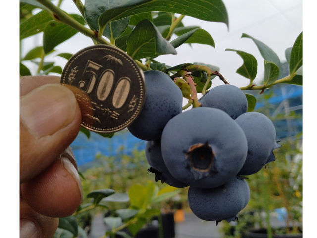 500円玉サイズ!
とっても大きな果実は食べ応えも味も満点!_blueberryfarm さなごうち