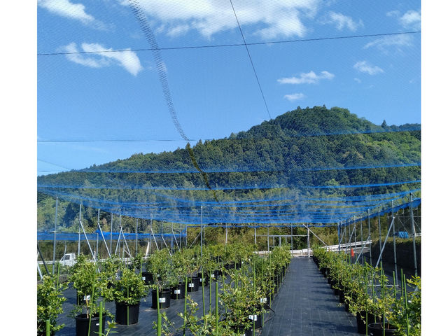 村の自然に囲まれたゆったりとした空間を楽しんで下さい。_blueberryfarm さなごうち