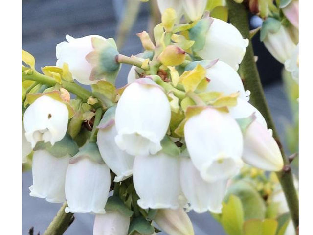 とっても可愛らしいブルーベリーの花です。_blueberryfarm さなごうち