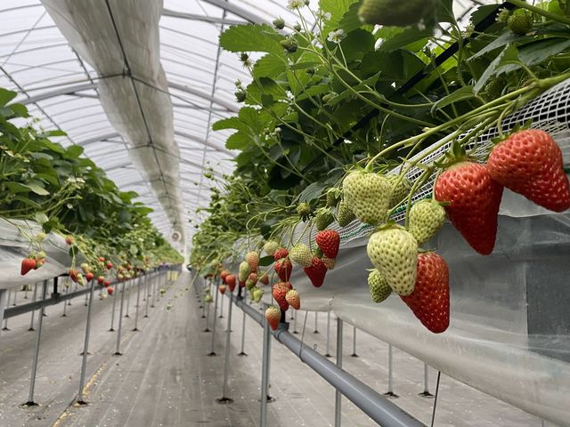 mog-mog farm