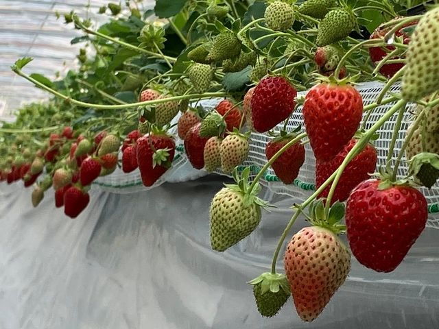 mog-mog farm