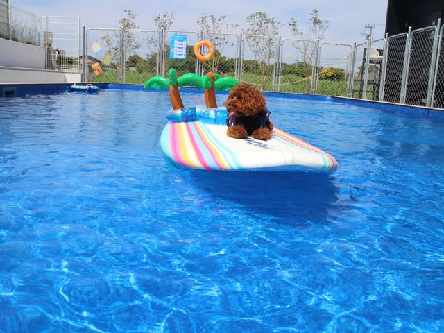 Dog pool village 富津海岸