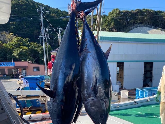 クロマグロ水揚げ_GOTO真光クルーズ