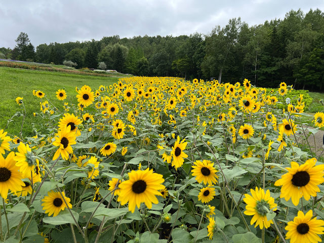 札幌滝野すずらんセグウェイツアー