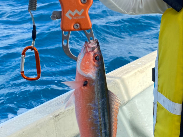 ぐるくん_石垣島船釣り体験ミヤギマリン